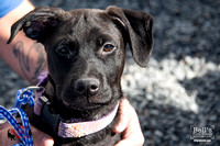 09-19-20 BHS Paws Darlings VW Audi-12